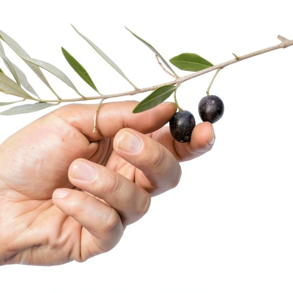Turkish Black Olives Marmarabirlik 28oz Jar-4